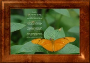 butterfly